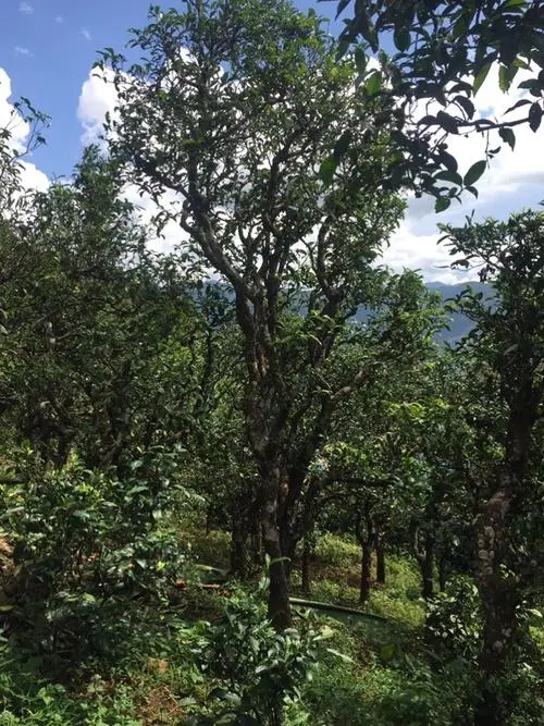 2021年冰島地界古樹秋茶特點(diǎn)？