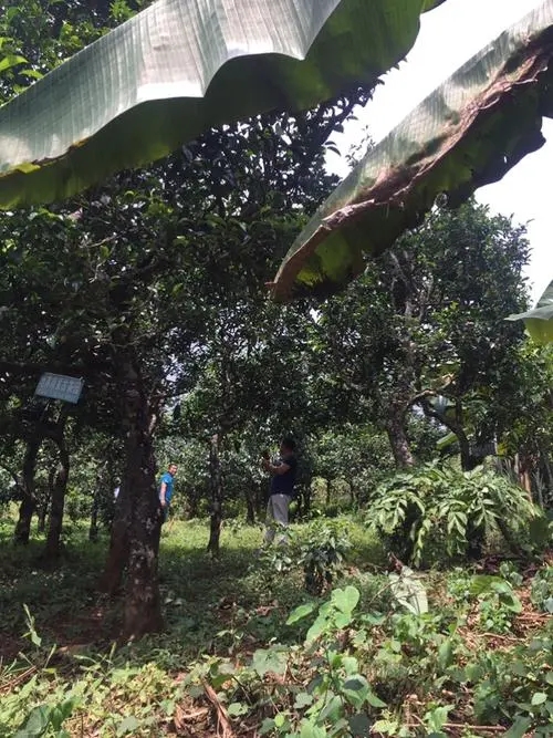 2021年冰島地界古樹秋茶特征詳解！