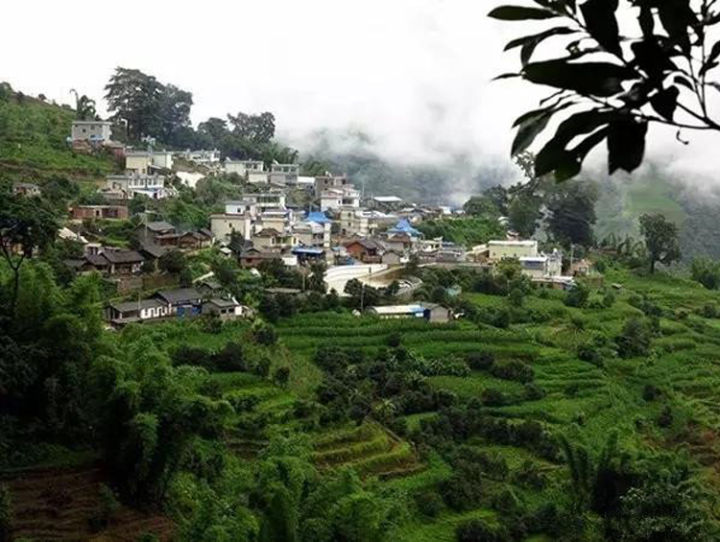 2021年冰島壩歪古樹秋茶口感？