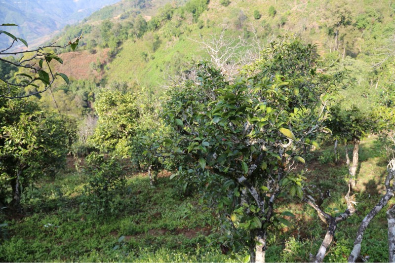 2021年冰島壩歪古樹秋茶，飲盡蘭花香，舒心又暢懷