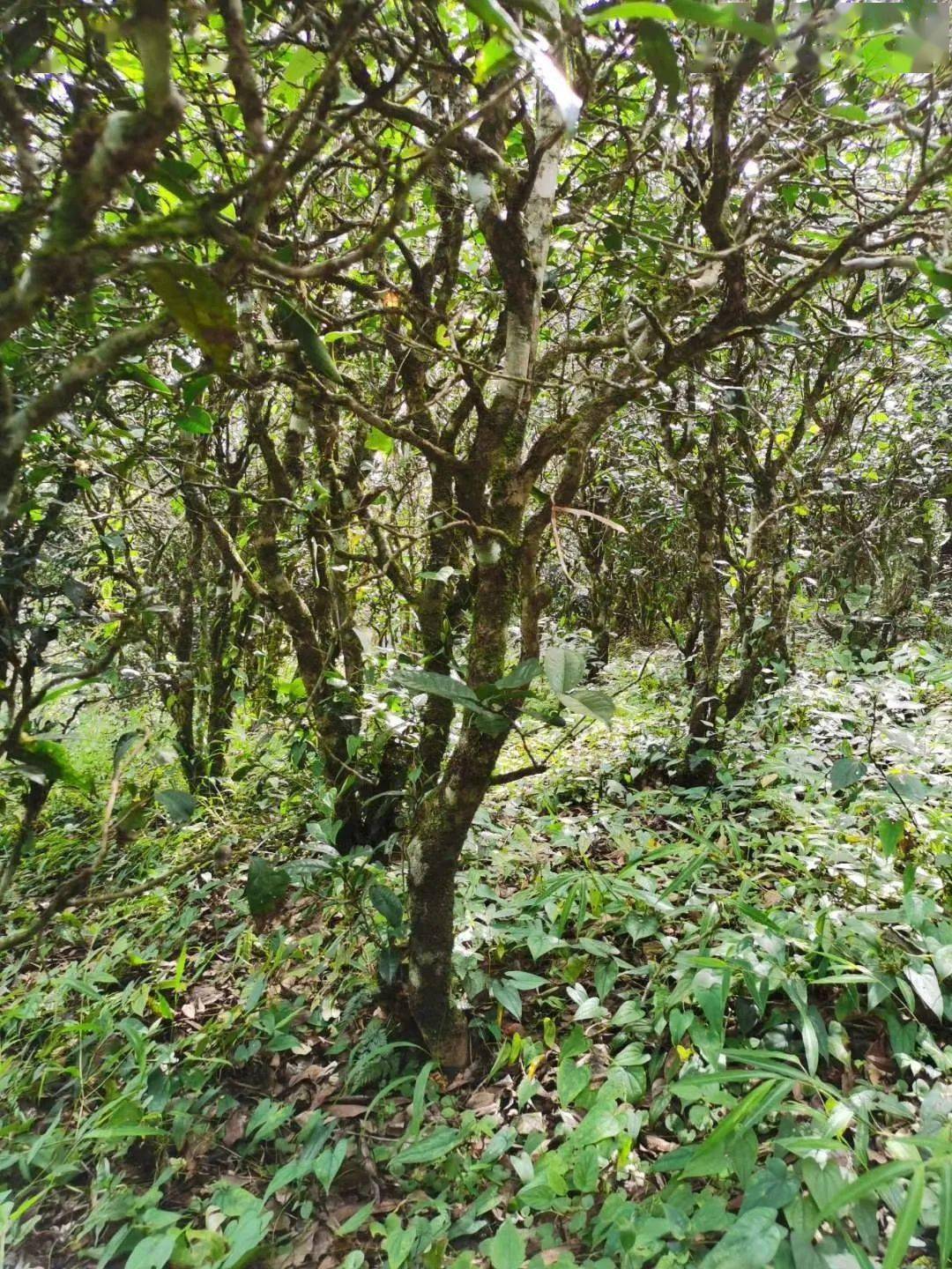 2021年昔歸古樹秋茶價格多少錢？