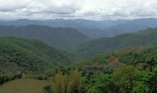 2021那罕古樹秋茶特點？