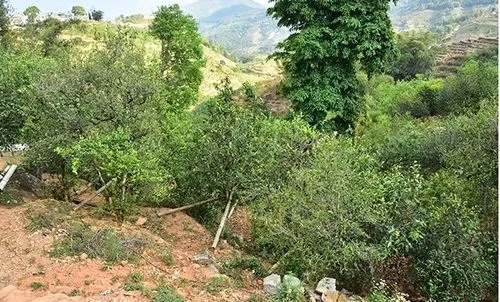 2021那罕古樹秋茶為何被稱為小昔歸？