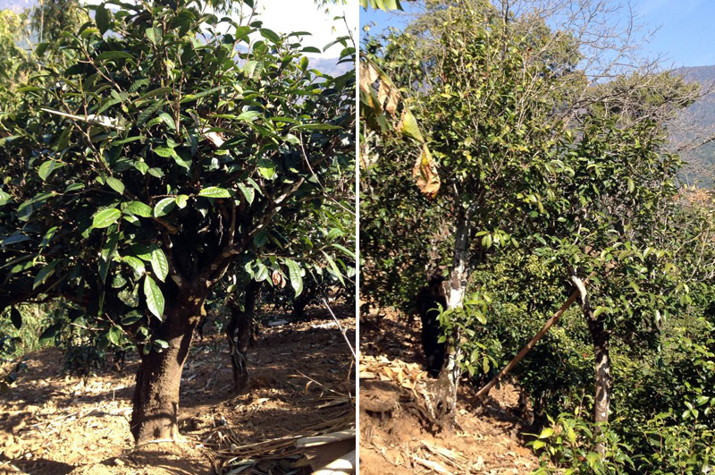 2021年忙肺古樹秋茶特點(diǎn)是什么？