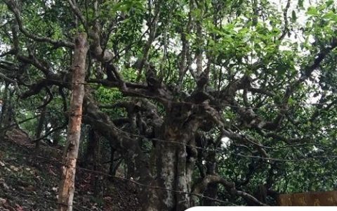 2021年忙肺古樹秋茶臨滄四大名茶之一！