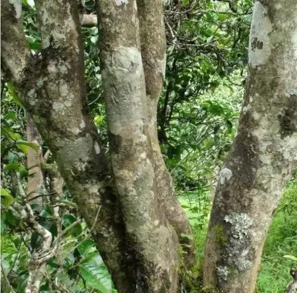 2021年忙肺古樹秋茶多少一公斤？