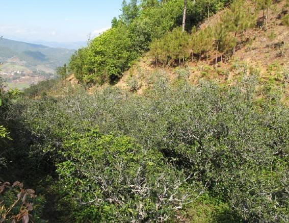 2021年梅子箐古樹秋茶特點(diǎn)是什么？