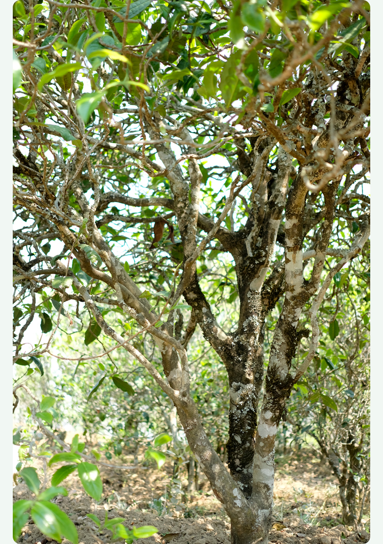 2021梅子箐古樹秋茶甜如冰島、香似昔歸:人間三月,怎么少得了梅子箐?