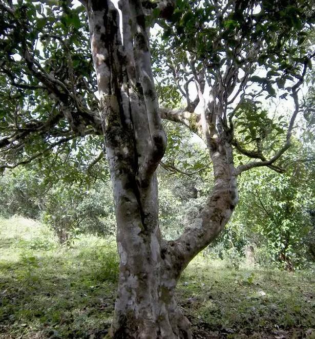 2021年巖子頭古樹秋茶，亂石出好茶！