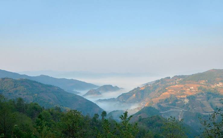 2021年白鶯山古樹秋茶白鶯聚居之地，普洱茶樹的天堂