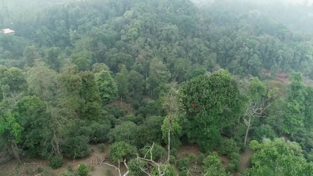 2021年新班章古樹(shù)秋茶口感是什么？