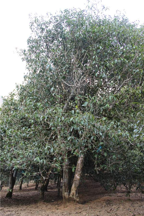 2021年新班章古樹秋茶品鑒！