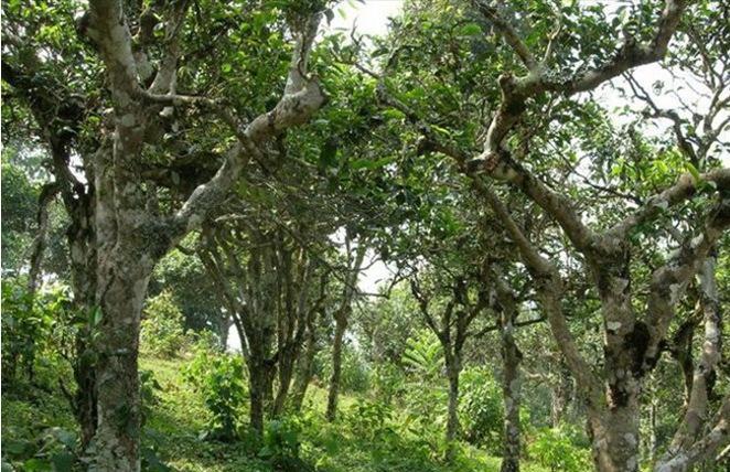 2021年新班章古樹秋茶多少錢一公斤？