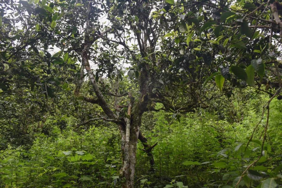 2021年班章茶區(qū)壩卡囡古樹秋茶口感？