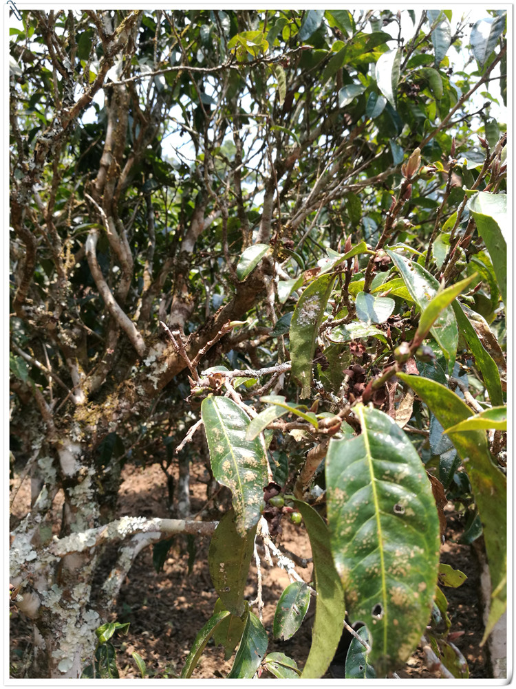 2021年布朗山班盆古樹秋茶多少錢一公斤？