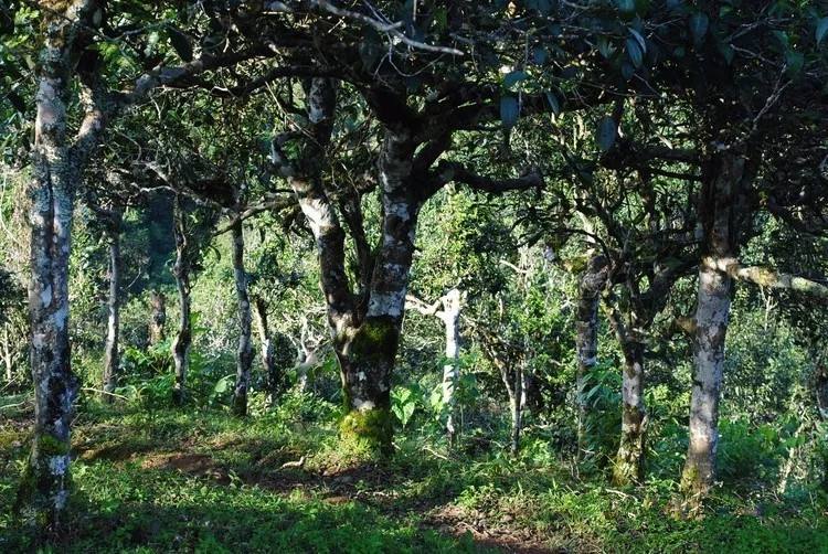 2021年賀開古樹秋茶口感！