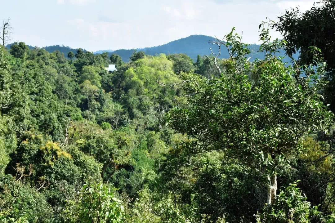 2021年賀開古樹秋茶品鑒實錄！