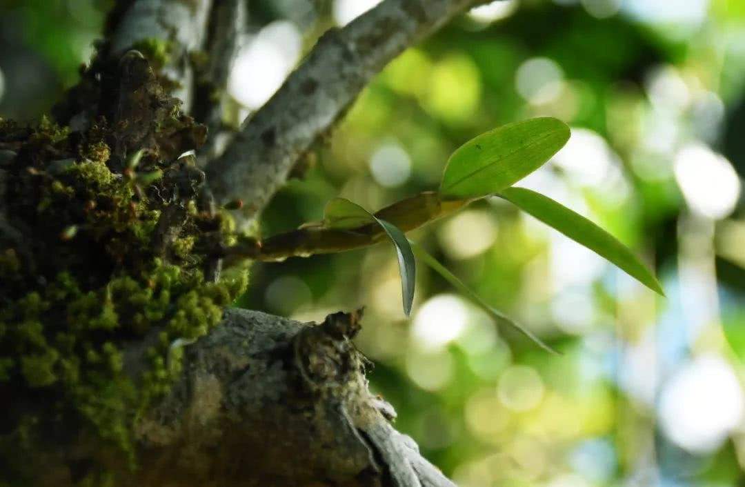 2021年賀開古樹秋茶多少錢一公斤？