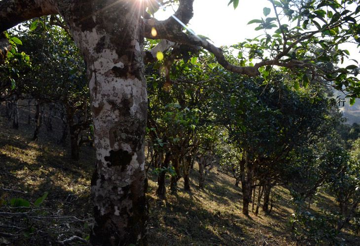 2021年班盆古樹秋茶特點？