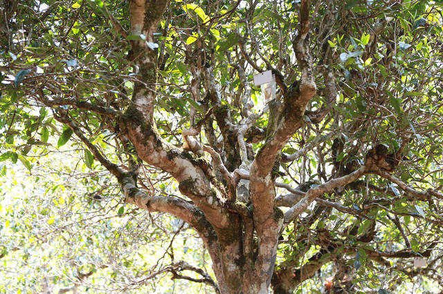 2021年班盆古樹秋茶口感？