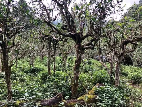 2021年班盆古樹秋茶多少錢一公斤？