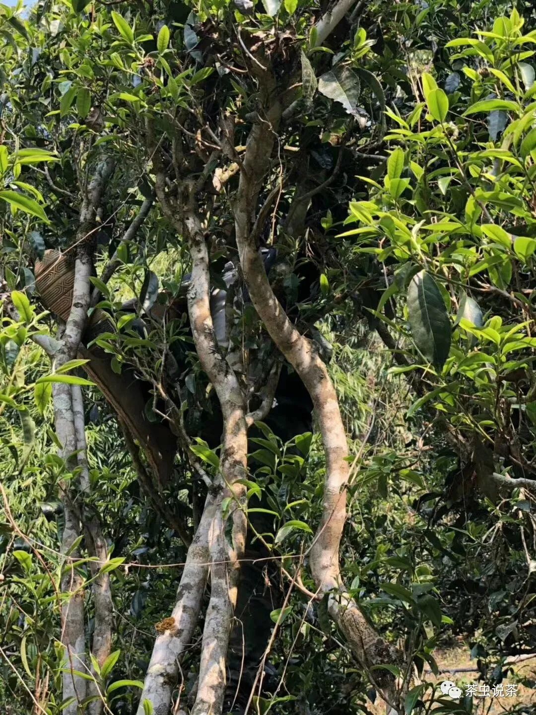 2021年廣別老寨古樹秋茶價格？