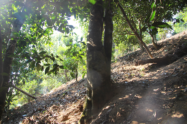 2021年廣別老寨古樹秋茶為何被稱為妖茶？