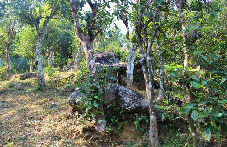 2021年勐宋那卡古樹秋茶特點？