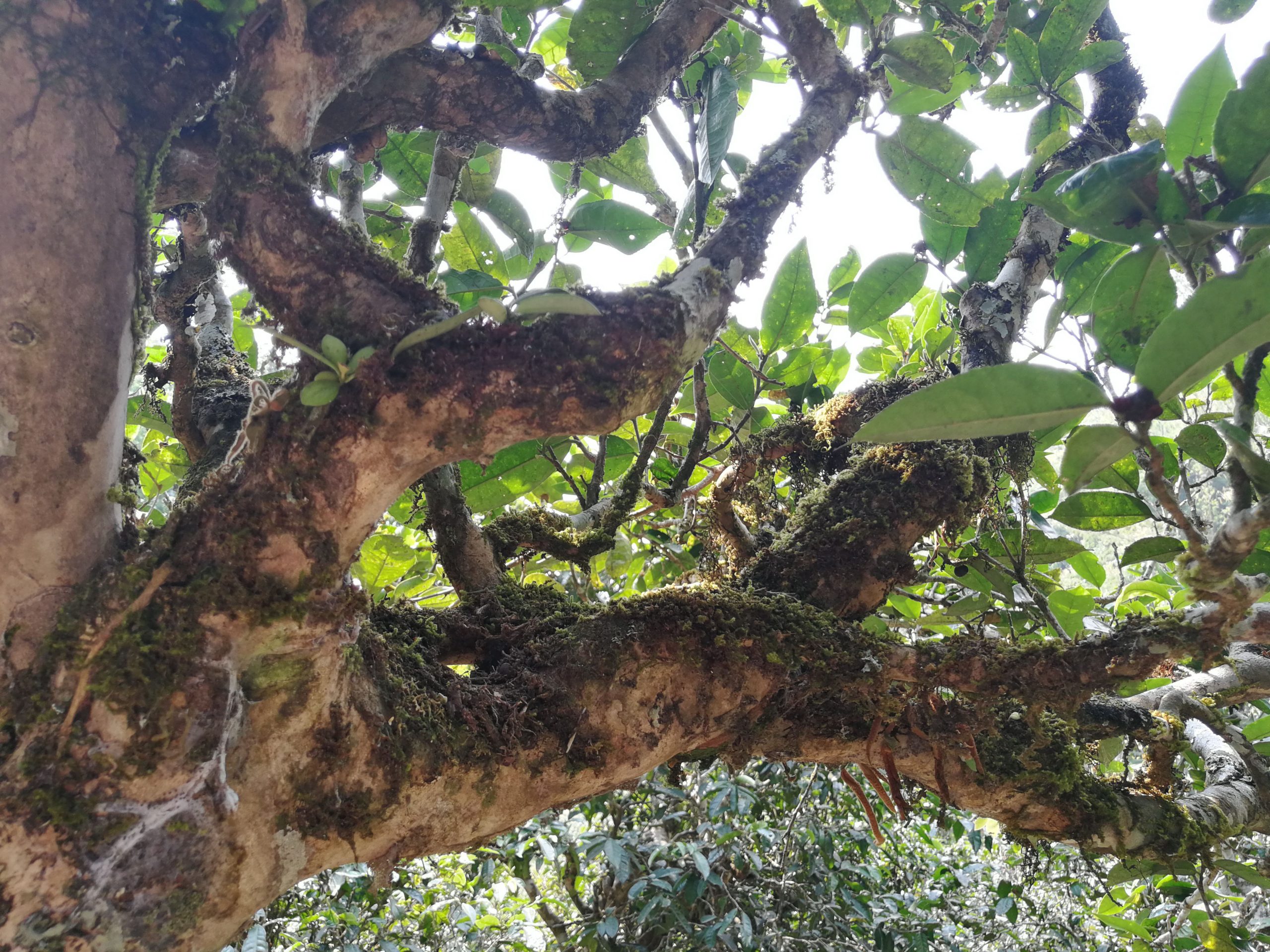 2021年勐宋那卡古樹秋茶多少錢一公斤？