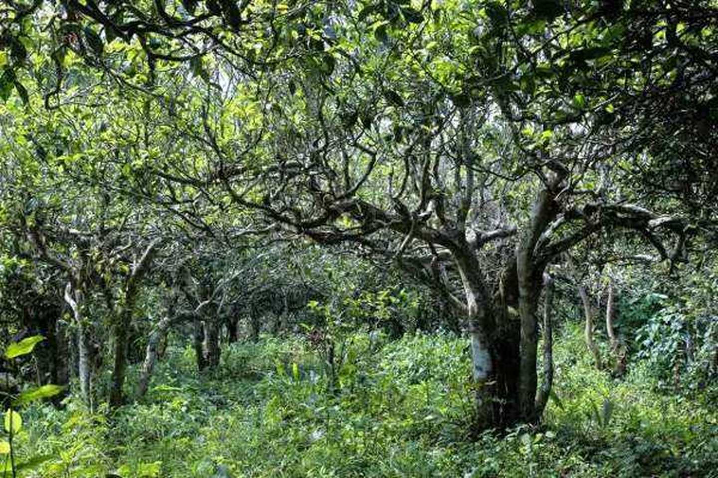 2021年滑竹梁子古樹(shù)秋茶口感？