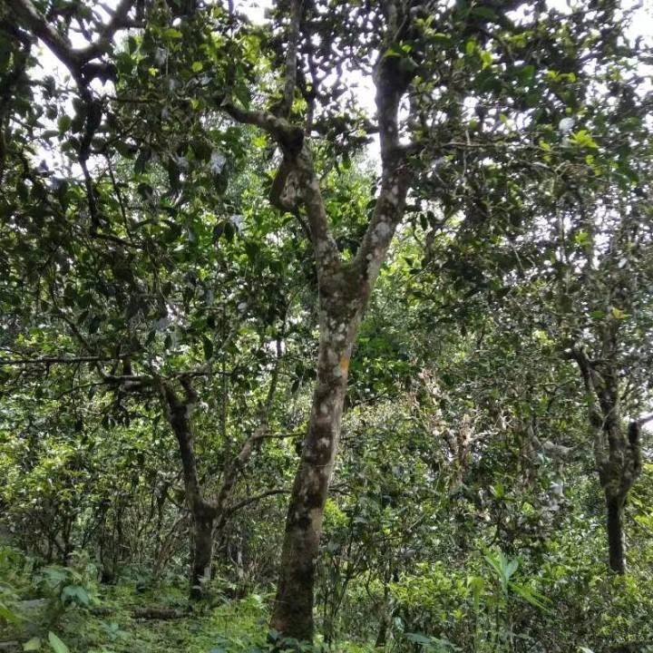 2021年巴達(dá)山章朗古樹(shù)秋茶口感？