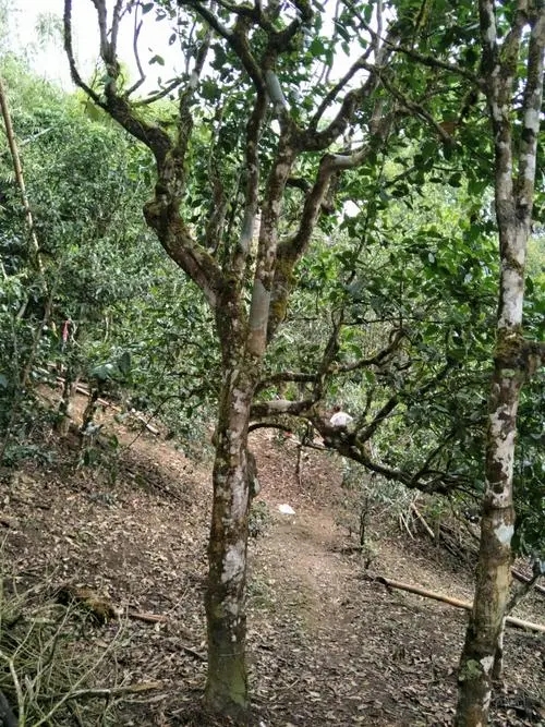 2021年巴達(dá)山章朗古樹(shù)秋茶價(jià)格？