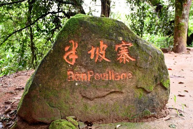 2021年南糯山半坡老寨古樹秋茶口感？