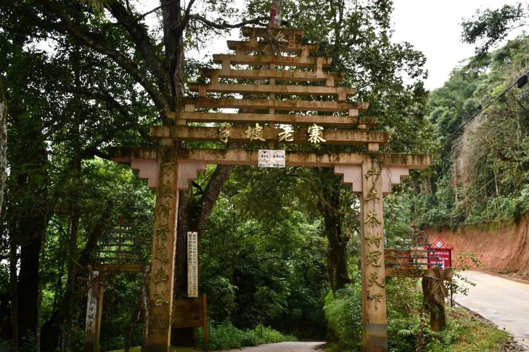 2021年南糯山半坡老寨古樹(shù)秋茶特點(diǎn)？