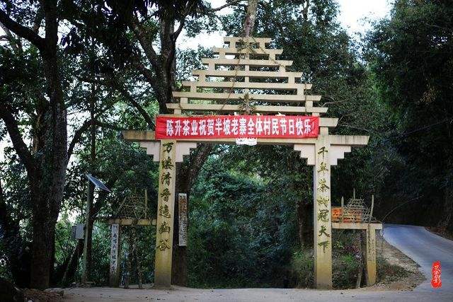 2021年南糯山半坡老寨古樹(shù)秋茶價(jià)格？