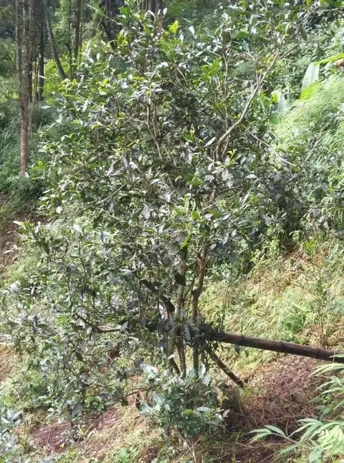 2022年須立貢茶古茶山詳解！