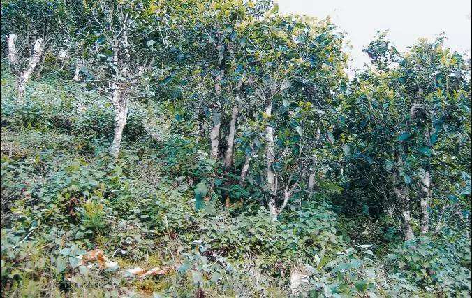 2022年須立貢茶普洱茶繞不開的古茶山！