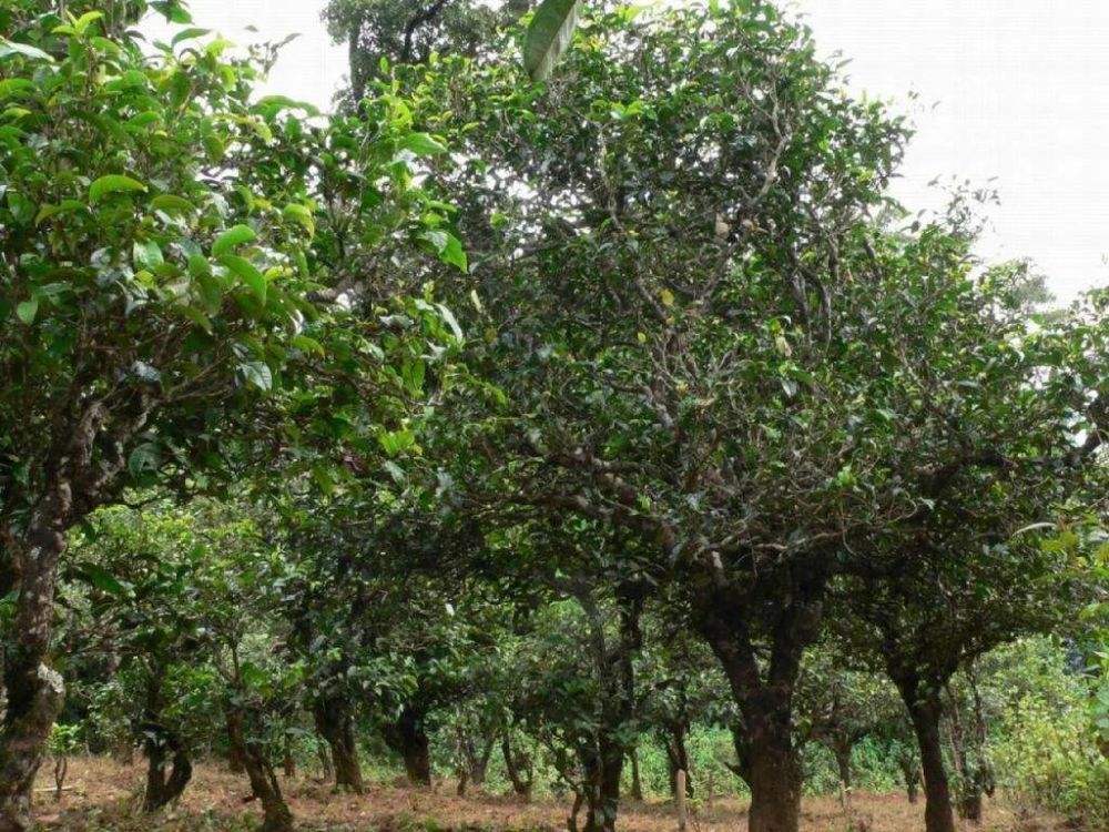 2022年須立貢茶為何備受皇室青睞!揭秘！