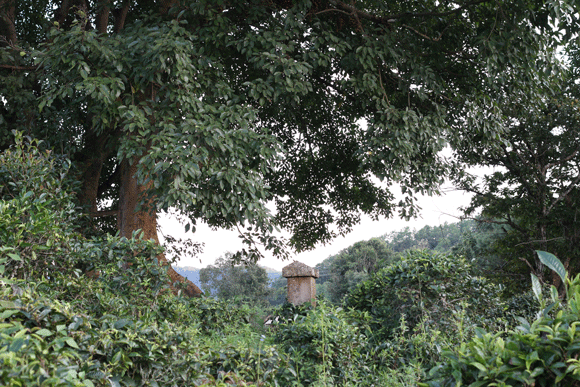 2022年迷帝古樹春茶口感是什么？