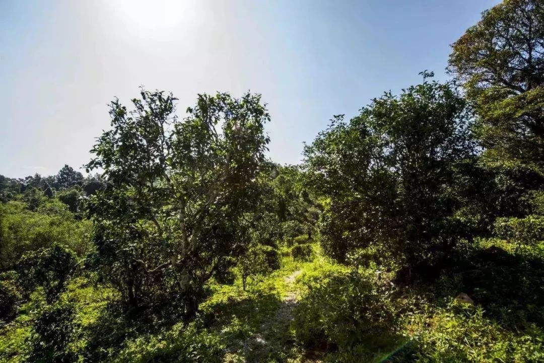 2022年迷帝古樹春茶多少錢一公斤？