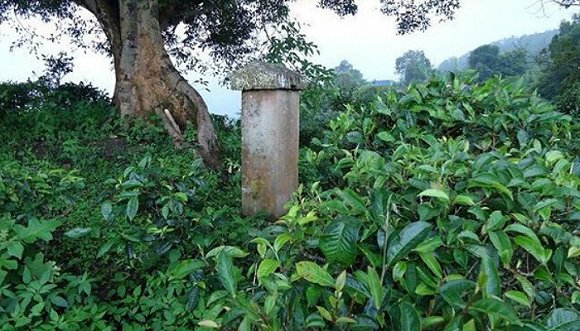 2022年迷帝古樹春茶價(jià)格？