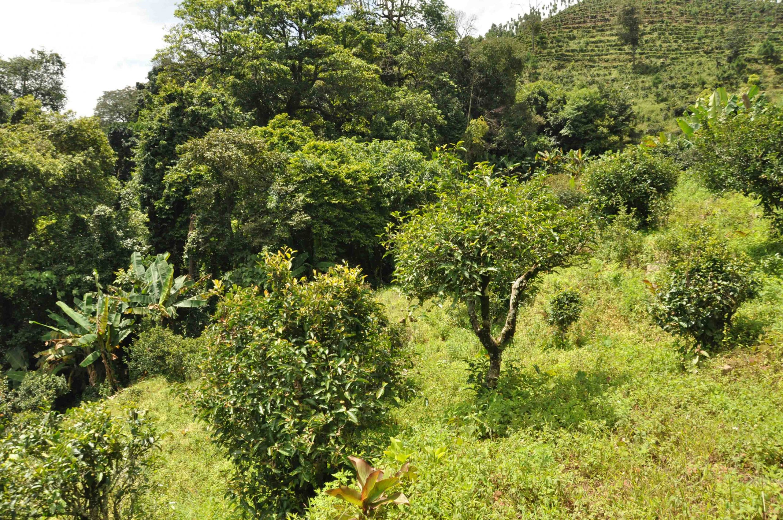 2022年墨江鳳凰窩古樹春茶特點是什么？