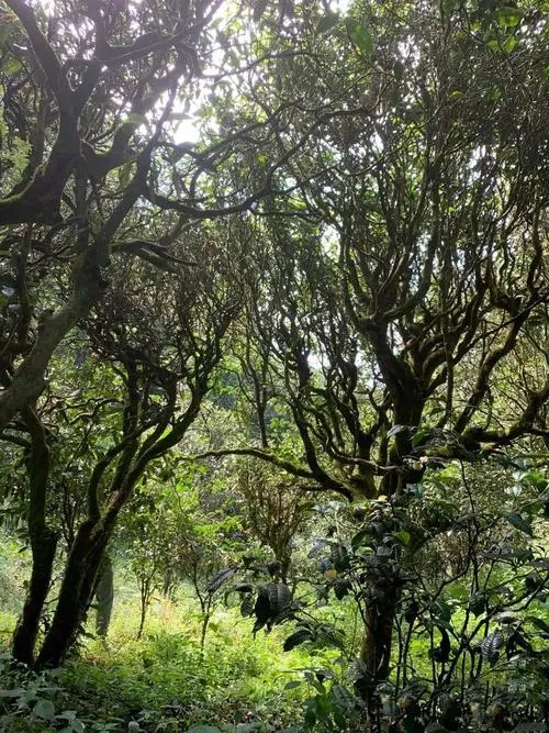 2022年墨江鳳凰窩古樹春茶多少錢一公斤？