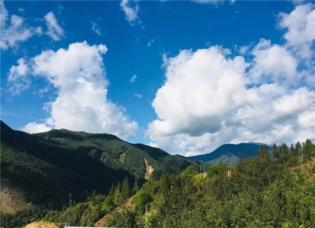 2022年景谷黃草壩古樹春茶多少錢一公斤？