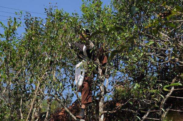 2022年景谷黃草壩古樹春茶品鑒實(shí)錄！