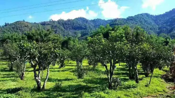 2022年景谷秧塔古樹春茶特點(diǎn)是什么？