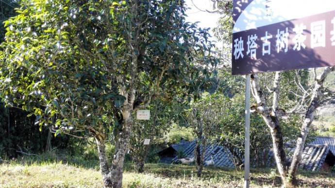 2022年景谷秧塔古樹春茶詳情介紹！