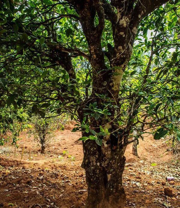 2022年景谷苦竹山古樹春茶特點(diǎn)是什么？