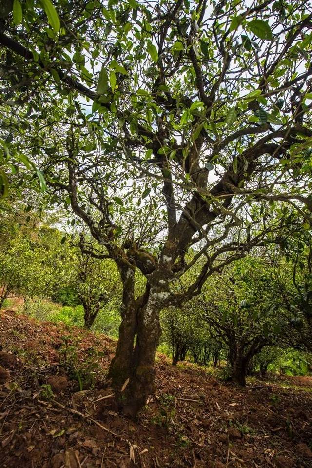 2022年景谷苦竹山古樹春茶多少錢一公斤?