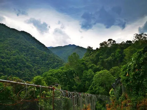 2022年景東御筆古樹春茶價格多少？